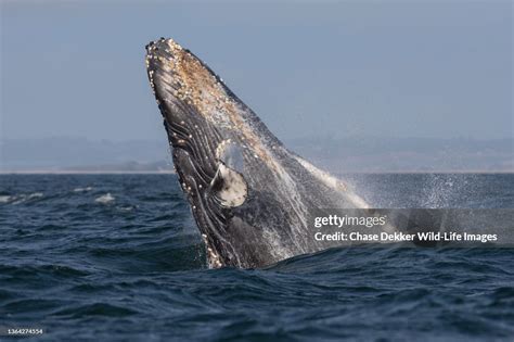 Humpback Whale High-Res Stock Photo - Getty Images
