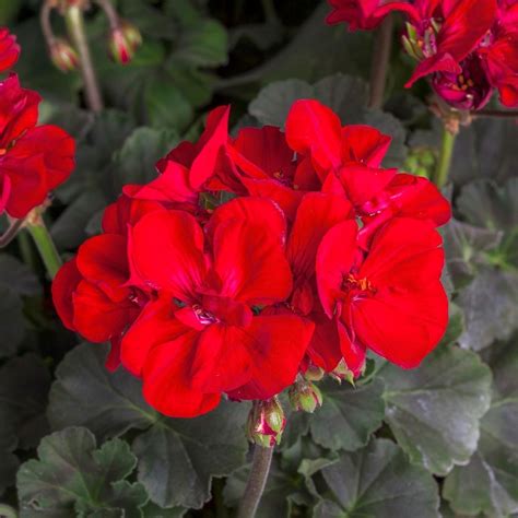 Eenjarige Geranium Tango Velvet Red Tuinplantencentrum De Pauw