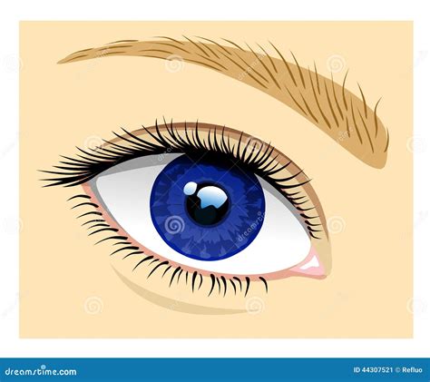 Healthy Eye Stock Vector Illustration Of Bodypart Medicine