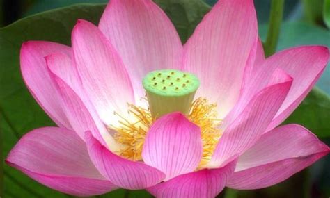 Loto Sacro Nelumbo Nucifera Amaperbene It