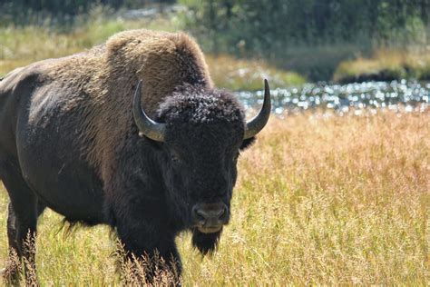 [OC] This is a bison. Contrary to popular belief, there are no buffalo ...