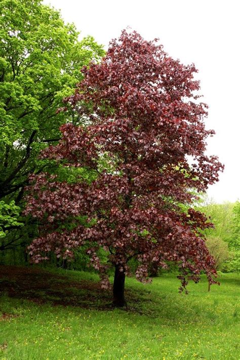 Crimson King Norway Maple Acer Platanoides Courville Nurseries