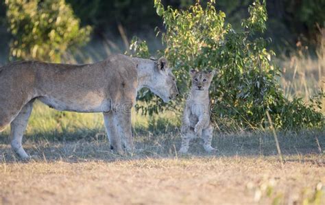 Lionceau Et Maman Photo Stock Image Du Chasse Maman