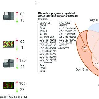 Pregnancy regulated predicted upstream regulators in the endometrium of ... 