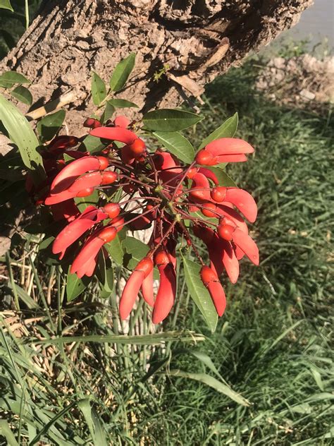 La Flor Del Ceibo 9
