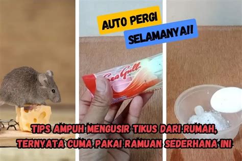 Tips Ampuh Mengusir Tikus Dari Rumah Ternyata Cuma Pakai Ramuan