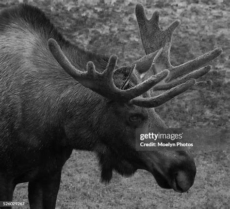 Moose Antlers Profile Photos and Premium High Res Pictures - Getty Images