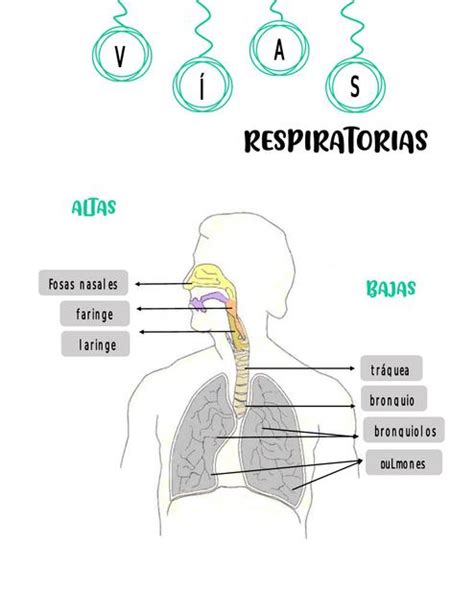 Clasificación anatómica de las vías respiratorias uDocz creators uDocz