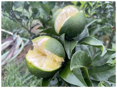 Plants Free Full Text Physiological Mechanisms Of Citrus Fruit