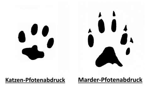 Spuren Marder Oder Katze - information online