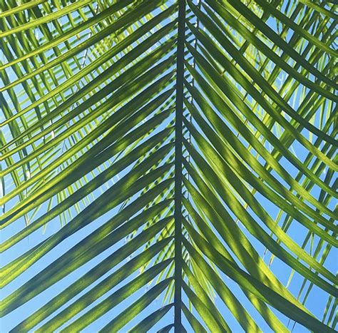 Pin By Carol On COSTA RICA Punta Islita Leaf Photography Palm Tree