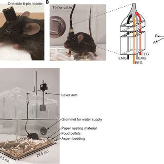 EEG EMG Electrode Implantation A Head Fixed Mice On Stereotaxic