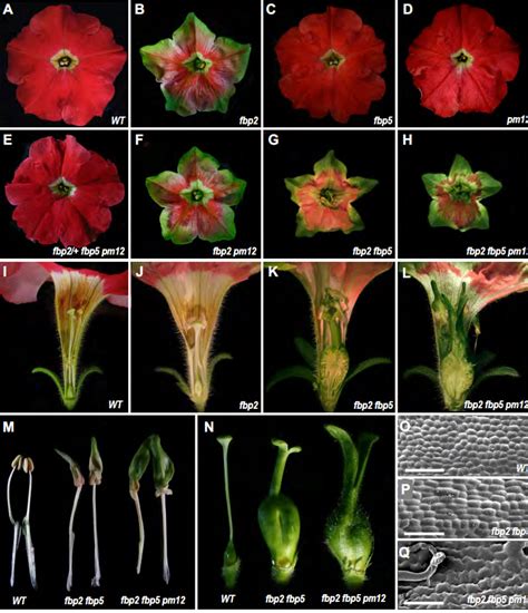 Figure 2 from Divergent Functional Diversification Patterns in the SEP ... 