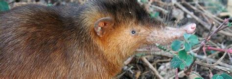 Solenodon - Mammal from the Dinosaur Era | Science Fun