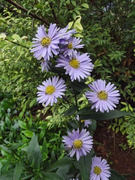 Free Images Nature White Photography Flower Purple Petal Spring