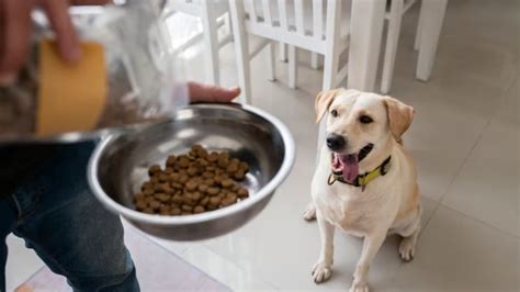 Best Time To Feed Dog: How Often Should You Feed a Dog - WeWantDogs