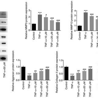 Hyperoside inhibits TnF α induced degradation of ecM in human nucleus