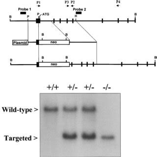 Targeted disruption of the mouse Dsc1 gene. (A) Targeting strategy. The ... 
