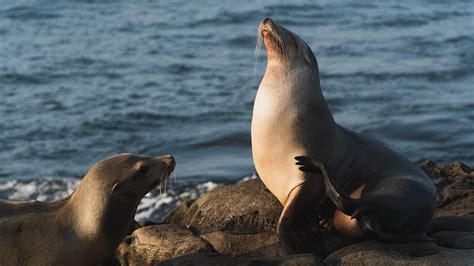 Where to See Seals in San Diego - City Experiences