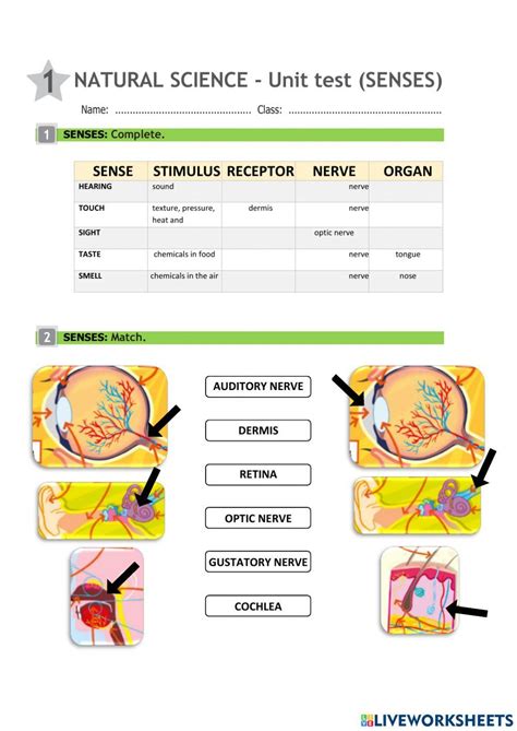 Unit 1 Nat Science Senses Worksheet Live Worksheets