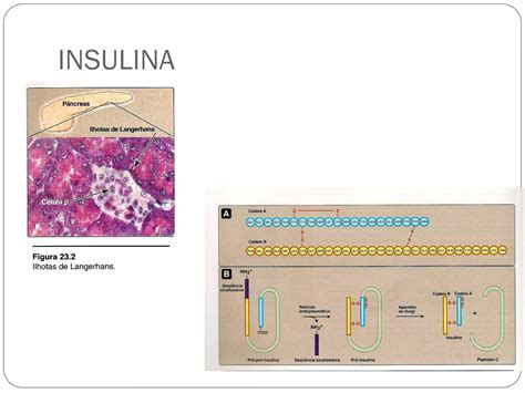 Aula Insulina E Glucagon Ppt