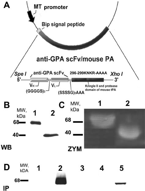 Molecular Design Expression And Characterization Of Anti Gpa Scfv Pa