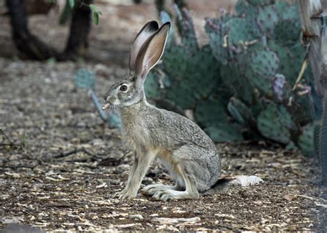 azure gate black tailed jackrabbit