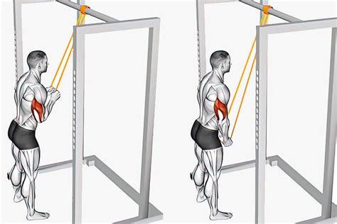 6 Best Resistance Band Triceps Exercises Recommended by DMoose