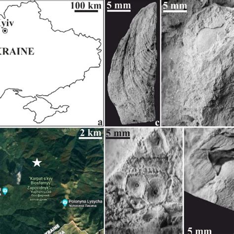 Geographic position of the fossiliferous siltstone outcrop (a, b) and ...