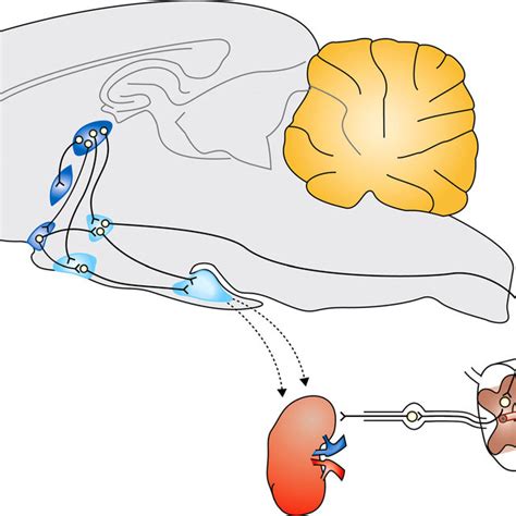 Schematic Representation Of The Osmoregulatory Pathway Of The