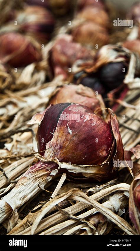 Harvested Onions Drying Out Stock Photo Alamy