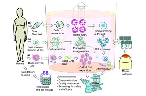 Schematic Illustrations Of Integrated Single Step Cell Manufacturing