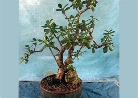 Care Guide For The Jade Bonsai Crassula Portulacaria Bonsai Empire