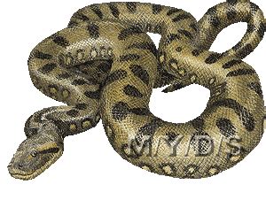 Anaconda Clip Art & Anaconda Clip Art Clip Art Images - HDClipartAll