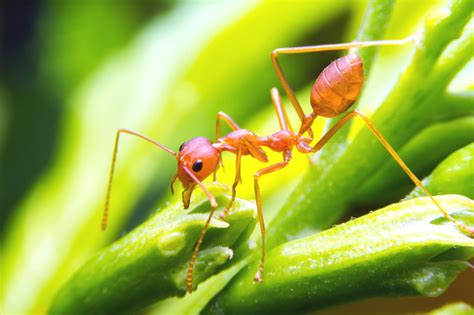 Allergic Reactions To Fire Ant Stings Allergy Asthma And Immunology