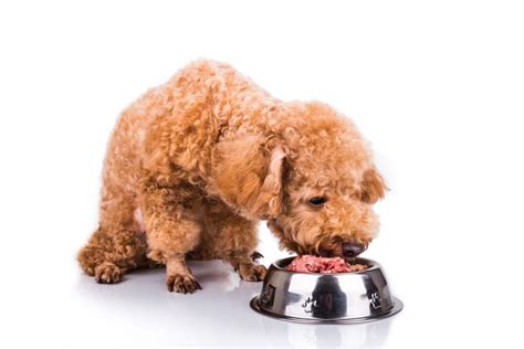 Mejor alimentación para el Caniche toy