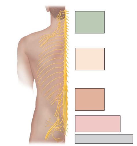 Spinal Nerves Diagram | Quizlet