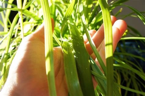 Premium Photo Extreme Close Up Of Hand Holding Plants Outdoors