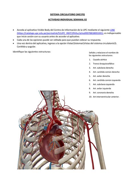 Tarea Circulatorio Semana Sistema Circulatorio Me Actividad
