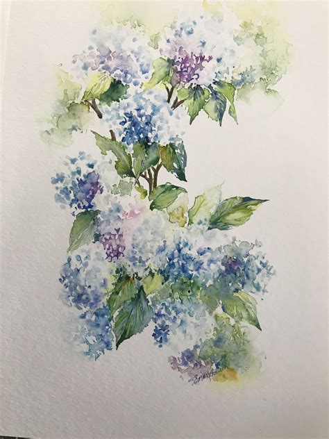 Hydrangeas By Sheila Mcadam One Of My Favourites Hydrangea Painting