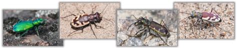 Tiger Beetles Of Manitoba