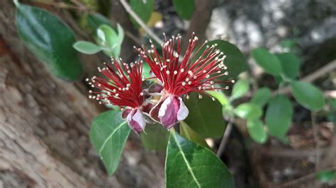 Feijoa Sellowiana Trees And Shrubs Online