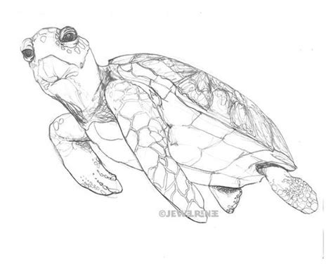 Realistic Sea Turtle Drawing At Explore Collection