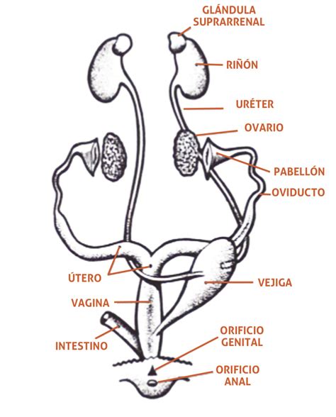 Sistema Reproductor Hembra