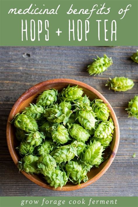 Medicinal Benefits of Hops + Hop Tea