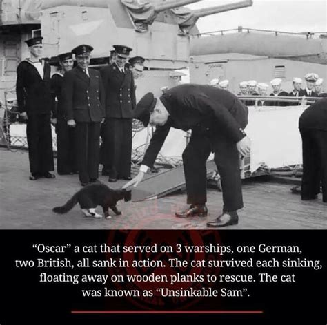 The Luckiest Cat In History History Wars Ships Cat Cats