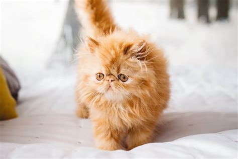 Orange Himalayan Persian Cat