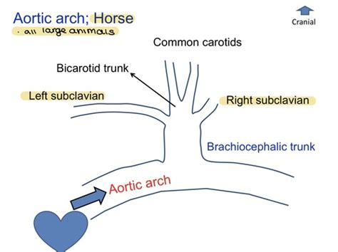 Thorax Lectures 1 4 And Labs 1 3 Flashcards Quizlet