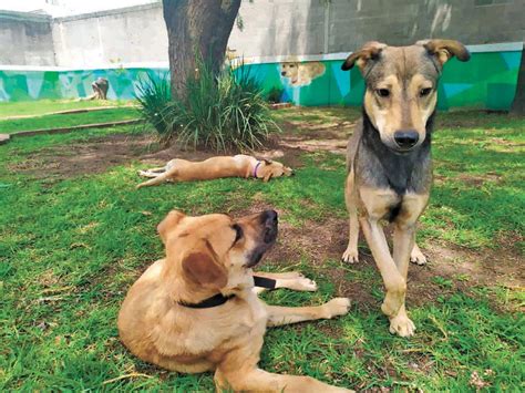 Chernobyl y sus perros hallazgo científico no esperaban encontrar