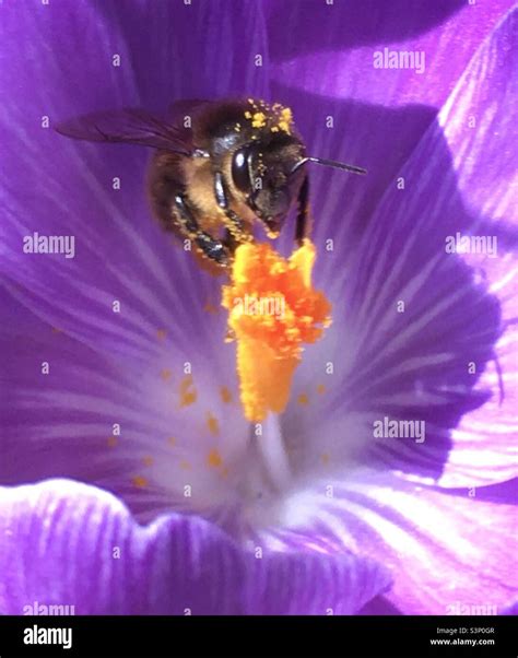 Bee Beauty Nature Flower Pollen Purple Yellow Gold Crocus Stock